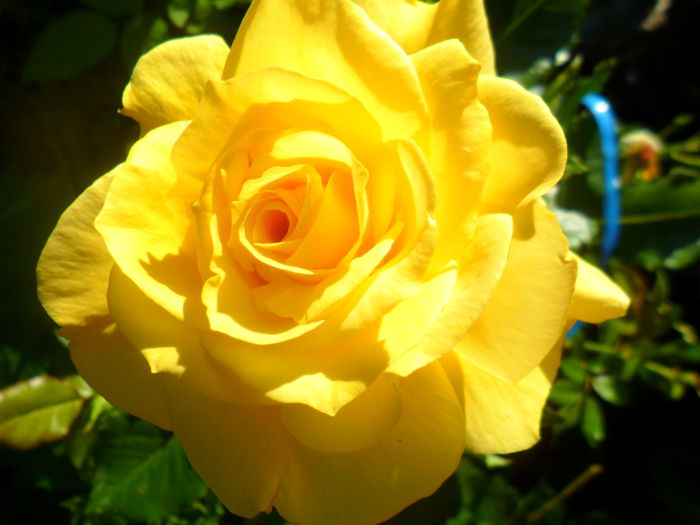 SAM_5517 - roze 2015