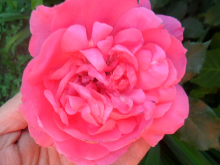 SAM_5520 - roze 2015