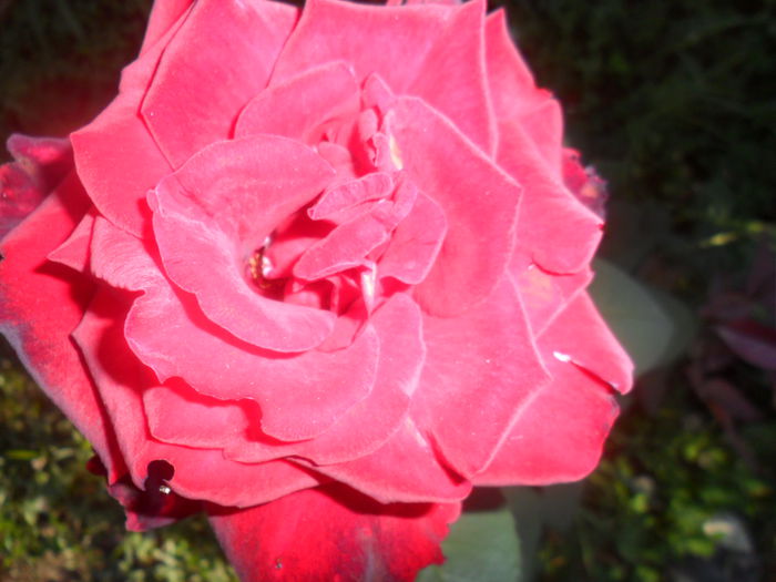 SAM_5521 - roze 2015