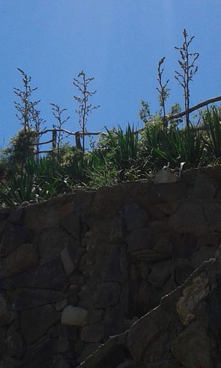 samsung 5 069 - De vanzare yucca pentru primavara 2016 Plantele au doi ani