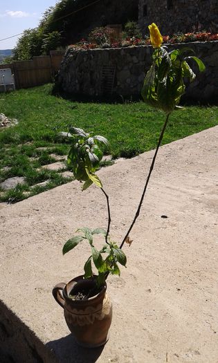 ACEASTE ESTE INSA FARA VASUL DE LUT DACA DORITI CU VASUL COSTA 30.