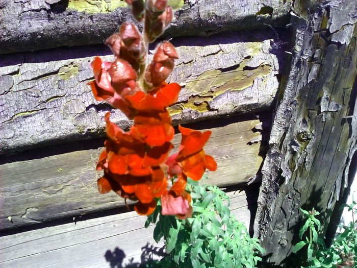 IMG_20150530_114045 - Florile mele