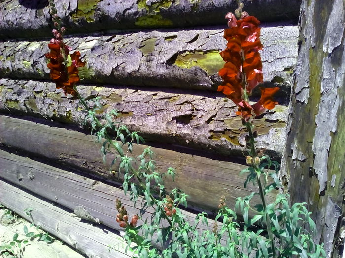 IMG_20150530_114057 - Florile mele