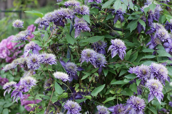 IMG_0294 - 1 Clematite 2015
