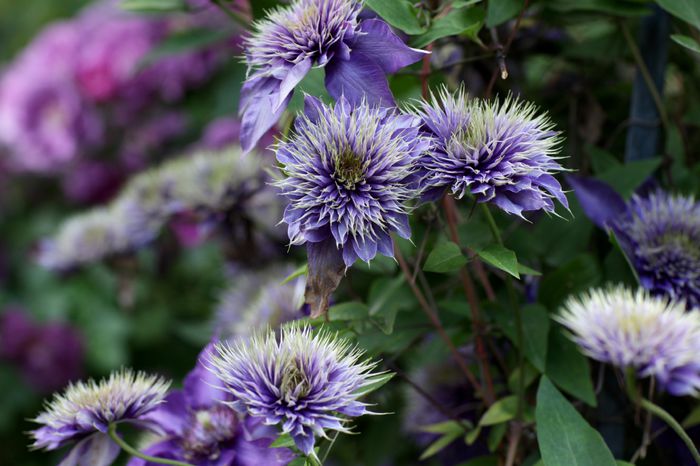 IMG_0295 - 1 Clematite 2015