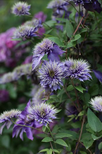 IMG_0296 - 1 Clematite 2015