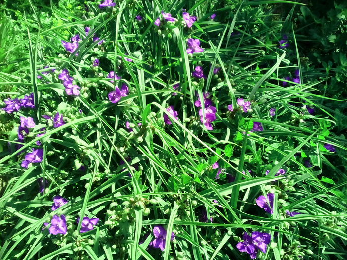 IMG_20150530_113807 - Florile mele