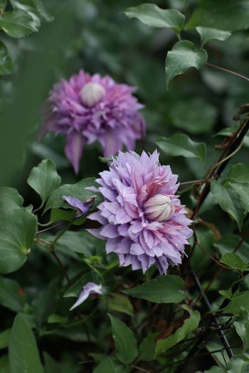 IMG_0308 - 1 Clematite 2015