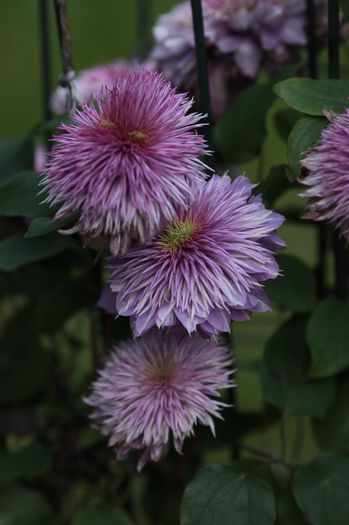 IMG_0376 - 1 Clematite 2015