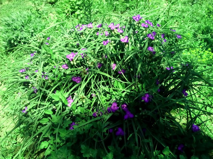 IMG_20150530_113817 - Florile mele