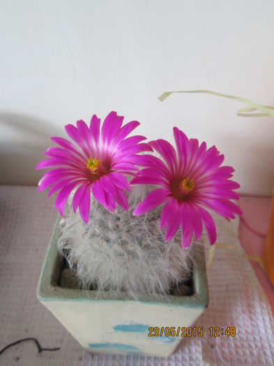 Mammillaria guelzowiana.