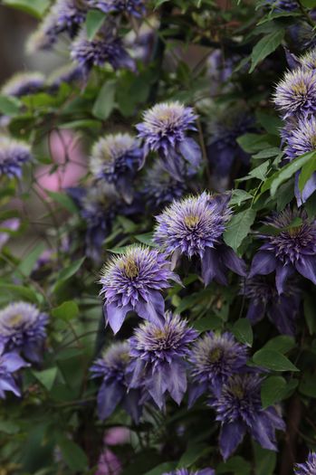 IMG_0426 - 1 Clematite 2015