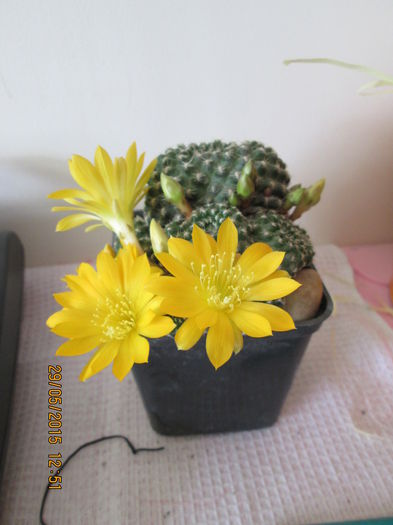 004 - cactusi