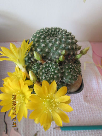 005 - cactusi