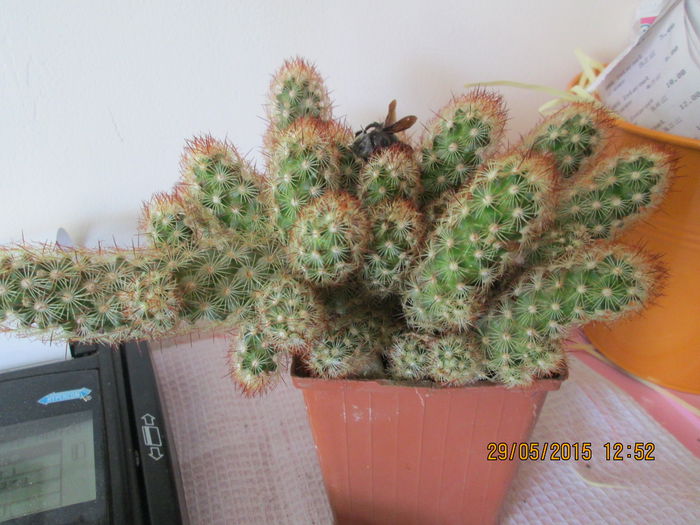 009 - cactusi