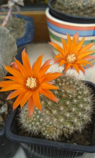 Rebutia 2015 - cactusi si suculente