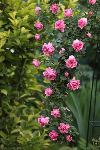 IMG_0447 - Leonardo da Vinci Cl