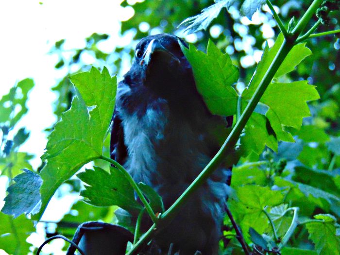 DSC07759 - Diverse animale si pasari