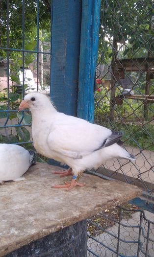 IMAG1216 - pui -2015