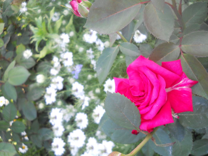 DSCN7803 - A42 TRANDAFIRI 2015