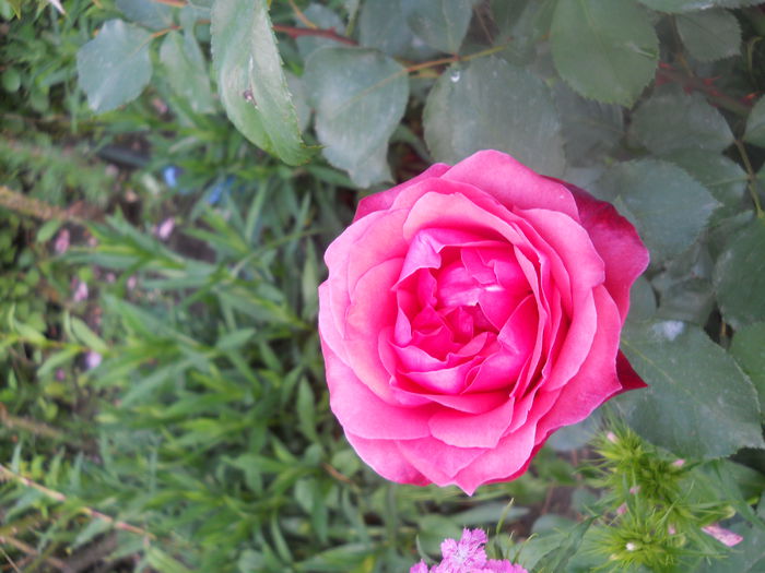 DSCN7804 - A42 TRANDAFIRI 2015