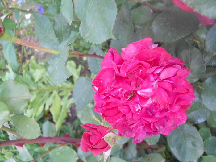 DSCN7805 - A42 TRANDAFIRI 2015