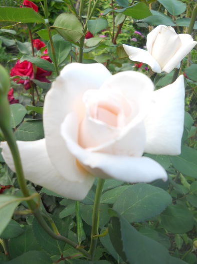 DSCN7820 - A42 TRANDAFIRI 2015