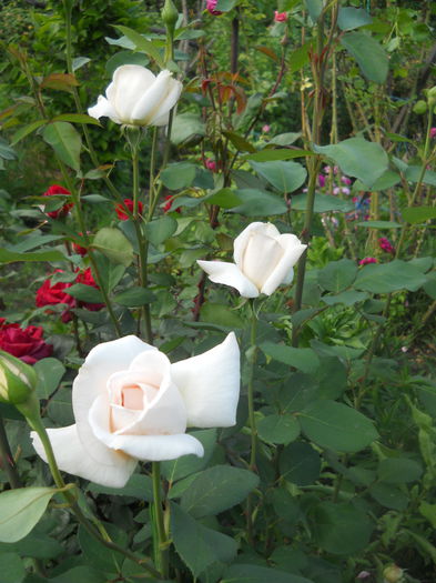 DSCN7821 - A42 TRANDAFIRI 2015