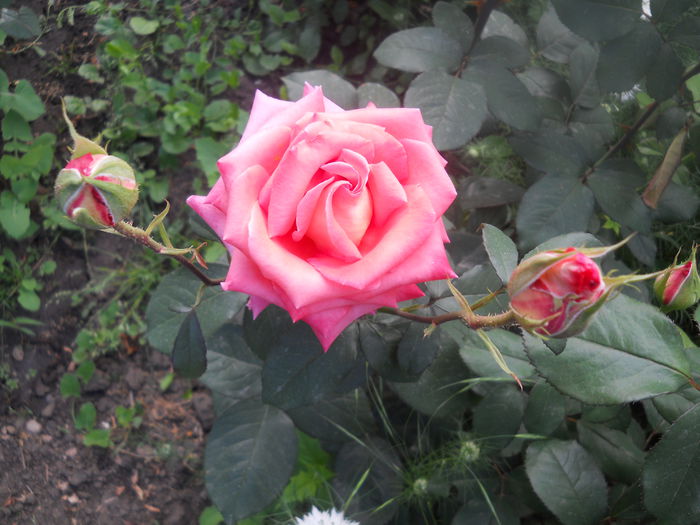 DSCN7824 - A42 TRANDAFIRI 2015