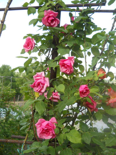 DSCN7828 - A42 TRANDAFIRI 2015