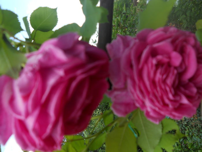 urcator - A42 TRANDAFIRI 2015