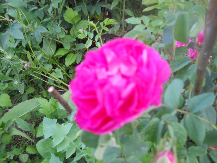 DSCN7834 - A42 TRANDAFIRI 2015