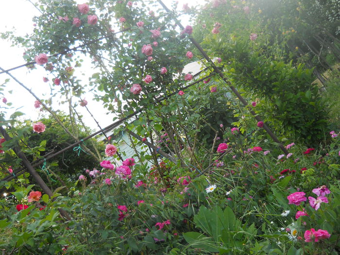 DSCN7839 - A42 TRANDAFIRI 2015