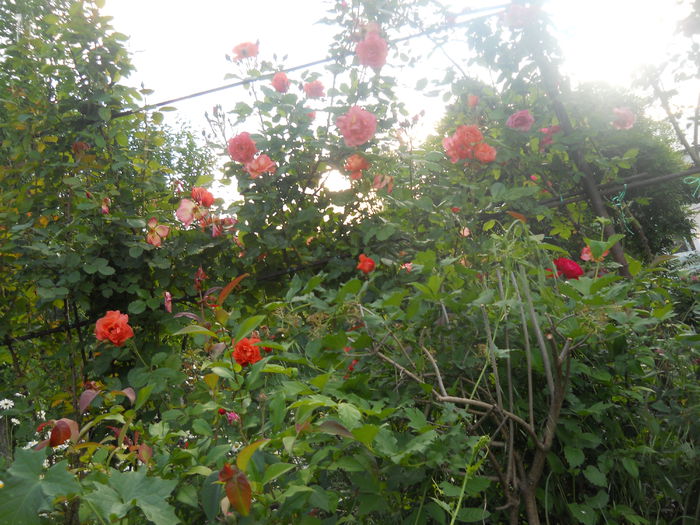 urcator - A42 TRANDAFIRI 2015