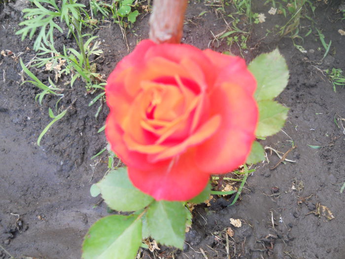 DSCN7852 - A42 TRANDAFIRI 2015