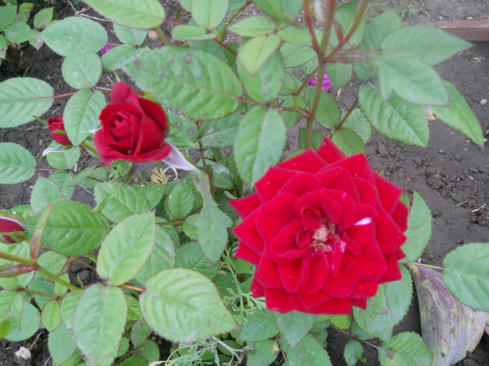 DSCN7858 - A42 TRANDAFIRI 2015