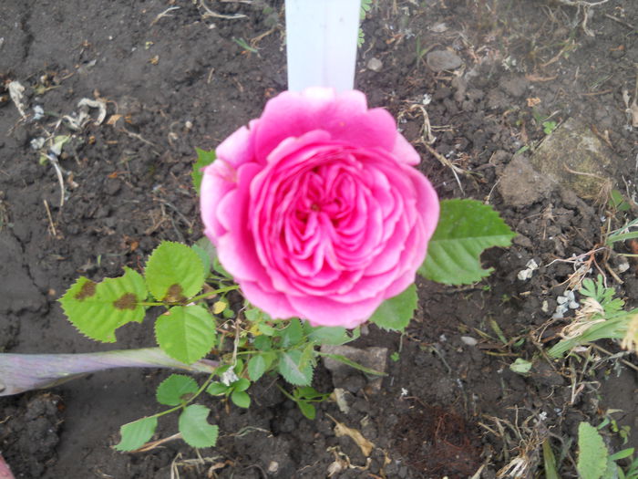 DSCN7859 - A42 TRANDAFIRI 2015