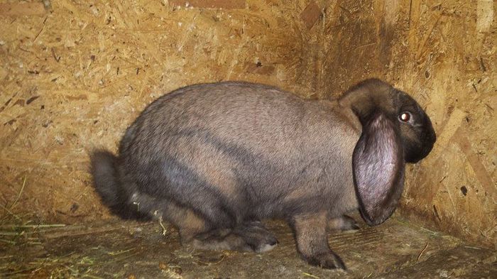 5 luni - 4,850 kg . O evolutie foarte buna - Femela Berbec German 1