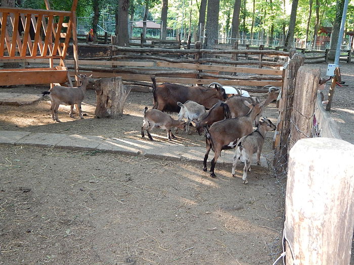 DSCN1046 - Zoo Timisoara 30-05-2015