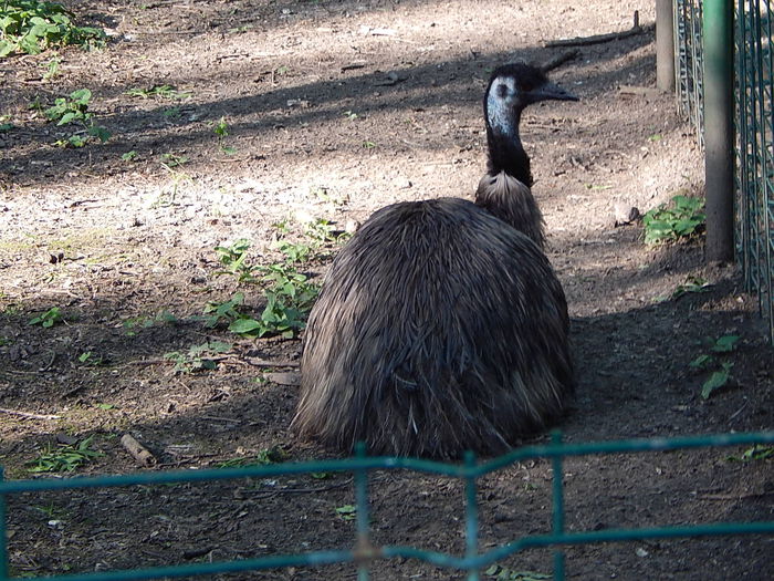 DSCN1055 - Zoo Timisoara 30-05-2015