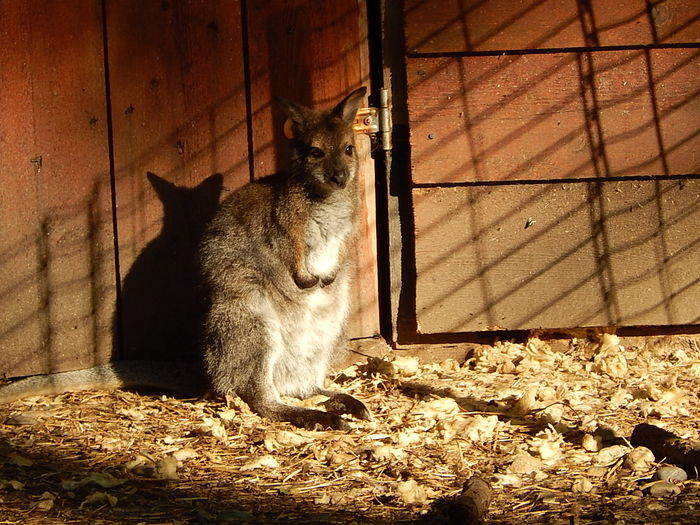 DSCN1060 - Zoo Timisoara 30-05-2015