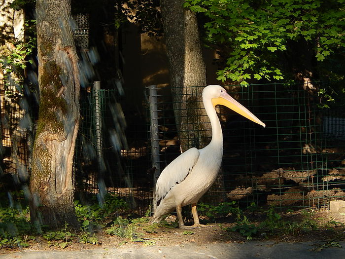 DSCN1064 - Zoo Timisoara 30-05-2015