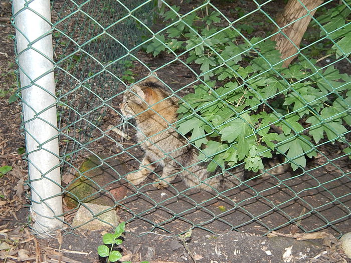 DSCN1123 - Zoo Timisoara 30-05-2015