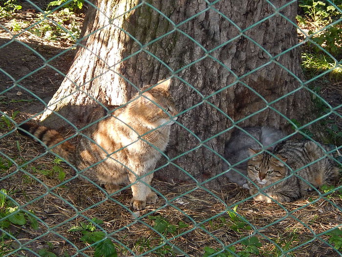 DSCN1129 - Zoo Timisoara 30-05-2015