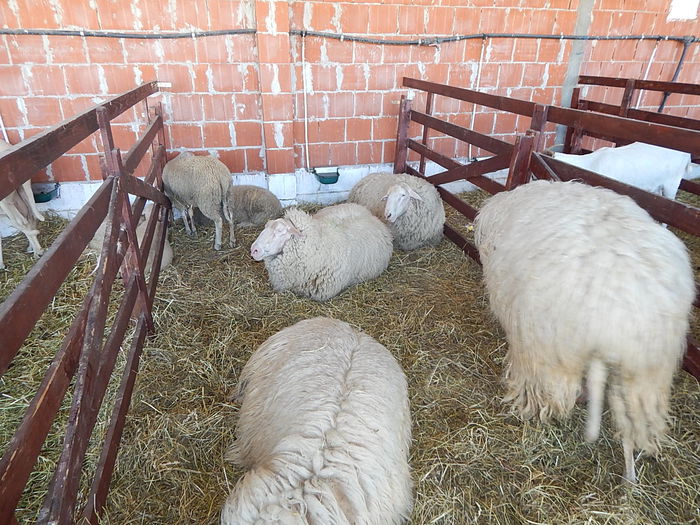 DSCN1000 - Banat Agralim 2015