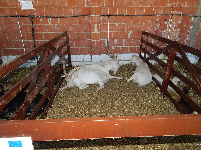 DSCN1001 - Banat Agralim 2015