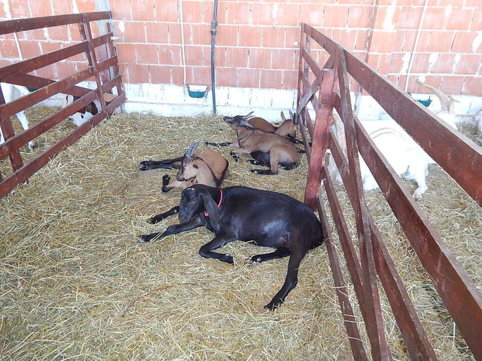 DSCN1002 - Banat Agralim 2015