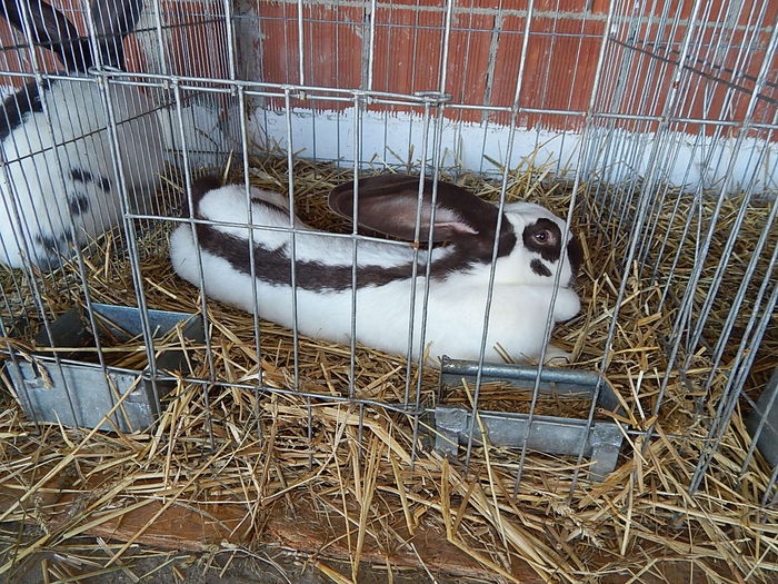 DSCN1005 - Banat Agralim 2015