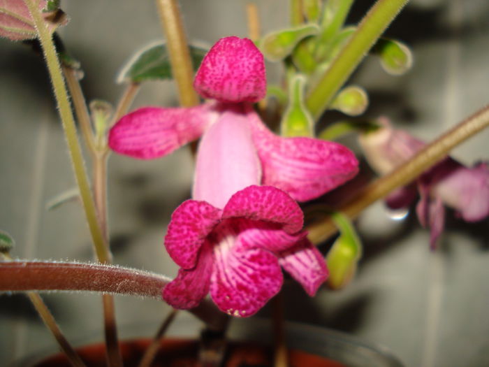 DSC01495 - FLORI 2015