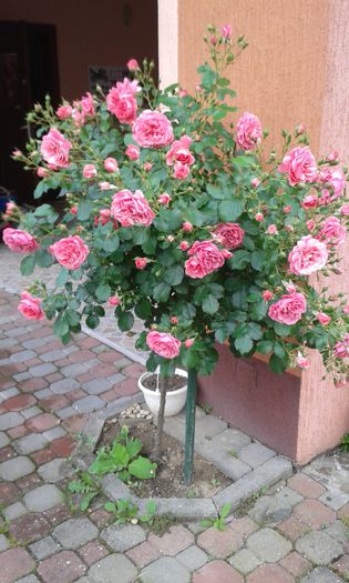 20150523_163614 - Trandafiri